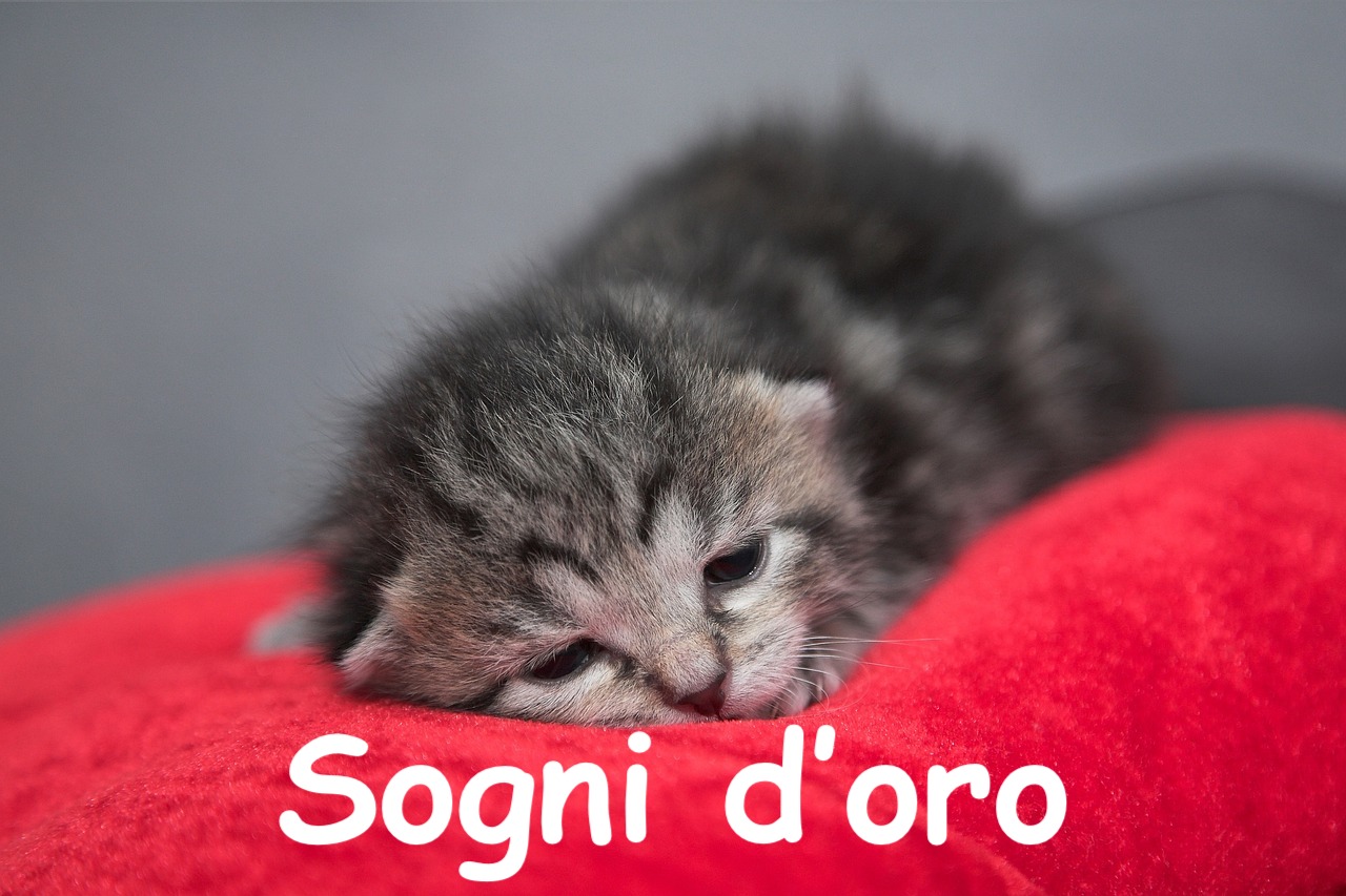 gattino adorabile sta per iniziare a dormire sopra una coperta rossa 